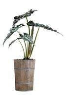 padrão de folhas de palmeira verde de touro alocasia sanderiana com pote para o conceito de natureza, folha tropical isolada no fundo branco foto