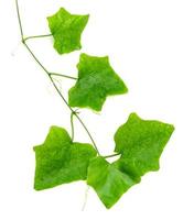 folha de coccinia grandis isolada no fundo branco, padrão de folhas verdes foto