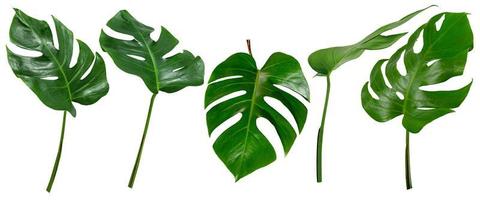folha de palmeira, coleção de padrão de folhas verdes isoladas no fundo branco foto