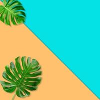 monstera verde deixa padrão para o conceito de natureza, folha tropical em fundo azul-petróleo ciano foto