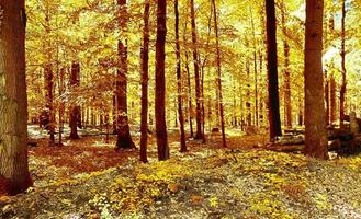 bela vista panorâmica em uma paisagem de outono dourada encontrada na europa foto