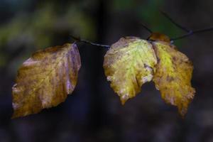 três folhas de outono foto