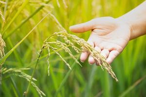 conceito agrícola, fechou a mão jovem segurando o arroz no campo de arroz com o nascer do sol quente. foto