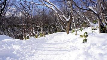 neve e passarela na floresta noboribetsu onsen snow winter park foto