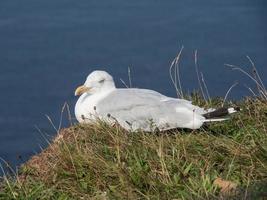 ilha de helgoland no mar do norte foto