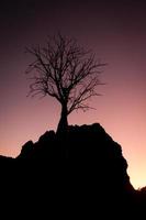 silhueta de uma árvore boab ao pôr do sol foto
