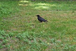 corvo cientifico. nome pássaro corvus animal foto