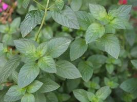 ciência da planta de hortelã-pimenta. nome mentha piperita foto