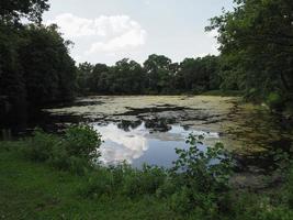 mucilagem e algas na lagoa foto