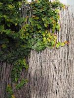 botões de casaco margarida mexicana contra a cerca de madeira da parede foto