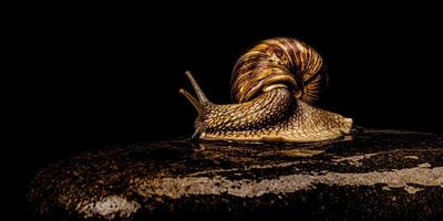 caracol de uva sentado em uma pedra em um fundo escuro foto