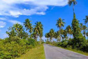 estrada de asfalto ladeada por coqueiros verdes em um dia ensolarado com céu azul foto