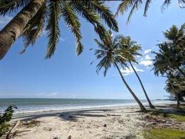 bela vista da praia em um dia ensolarado, mar azul e céu, coqueiros, grama verde e areia foto