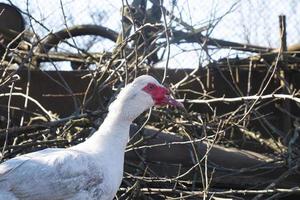 pato e peru híbrido de pássaro branco doméstico foto