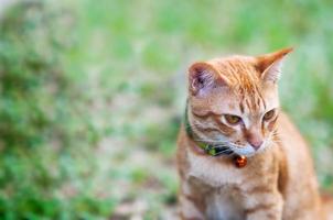 lindo gato doméstico marrom no jardim verde - conceito de fundo animal fofo foto