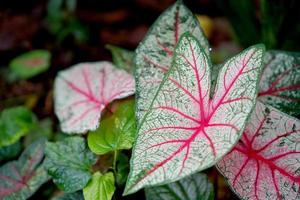 caladium é uma planta ornamental com belos padrões e plantas auspiciosas. foco seletivo. foto