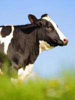 única vaca holandesa foto