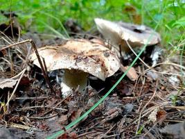 belo closeup de cogumelos da floresta. colhendo cogumelos. foto de cogumelos, foto de floresta, fundo de floresta