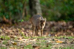 cervo natural no santuário de vida selvagem de thung kramang, província de chaiyaphum, tailândia foto