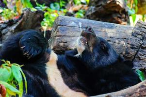 urso preto asiático ou urso preto asiático ou selenarctos thibetanus está descansando durante o dia perto da madeira. foto