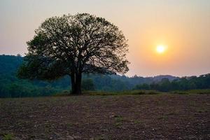 o pôr do sol atrás de uma grande árvore no santuário de vida selvagem thung kramang, nakhon ratchasima. Chaiyaphum, Tailândia foto