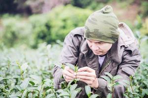 colheita de homem escolhe folhas de chá verde frescas no campo de chá de terra alta em chiang mai tailândia - pessoas locais com agricultura no conceito de natureza de terra alta foto