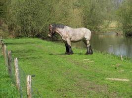 eibergen na holanda foto