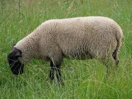 ovelhas em um campo na Alemanha foto