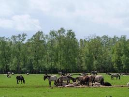 cavalos selvagens no muensterland alemão foto