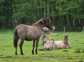 cavalos selvagens na Vestfália foto