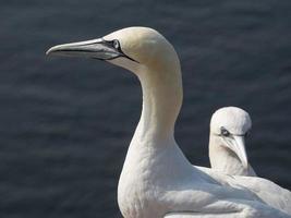 pássaros na ilha de helgoland foto