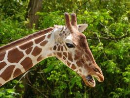 animais do zoológico foto