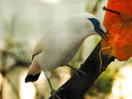 foto do pássaro branco que chamou jalak bali, bali myna leucopsar rothschildi na indoneaia
