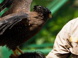 imagem de uma águia javanesa ou elang jawa, nisaetus bartelsi em um zoológico foto