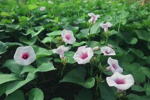 plantas de moonflower de praia elegante com folha. imagem de flor da lua de praia branca foto