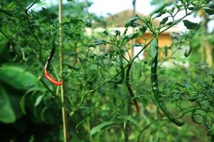 planta de crescimento de pimentas quentes. planta de pimenta vermelha e verde foto