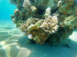 recife de coral e plantas aquáticas no mar vermelho, eilat israel foto