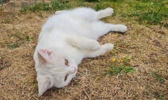 lindo gato de raça persa no jardim de casa, close-up tiro foto