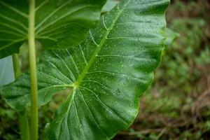 closeup de gotas de orvalho em uma folha verde foto