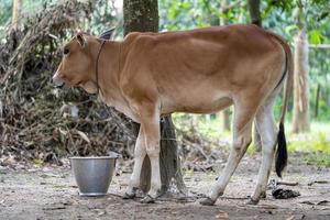 vaca de cor marrom o bezerro foto