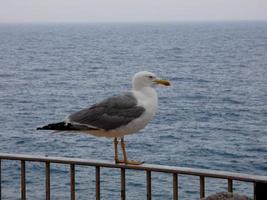gaivotas de plumagem leve típicas da costa brava catalã, mediterrâneo, espanha. foto