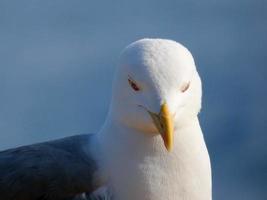 retrato de uma gaivota na costa brava catalã, espanha foto