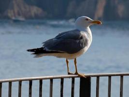 gaivota empoleirada em uma grade e fundo do mar foto