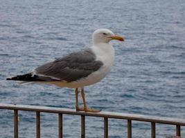 gaivotas de plumagem leve típicas da costa brava catalã, mediterrâneo, espanha. foto