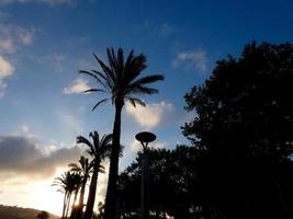 palmeiras retroiluminadas na costa brava catalã, espanha foto