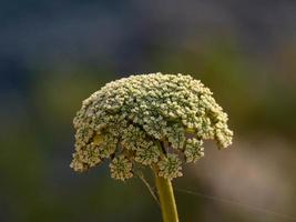 plantas e flores típicas da área mediterrânea foto