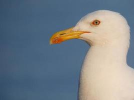 gaivotas de plumagem leve típicas da costa brava catalã, mediterrâneo, espanha. foto