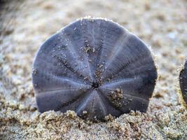 dólar de areia na praia foto