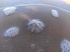 concha do mar na praia foto
