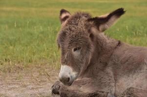 burro bebê de perto descansando ao sol foto